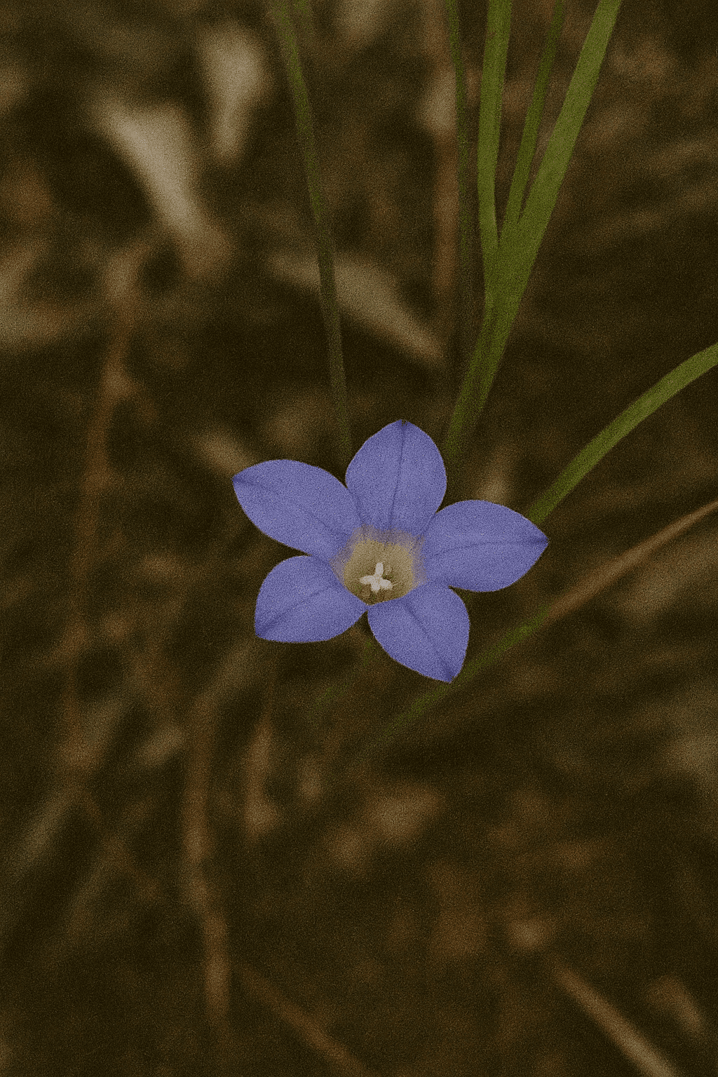 Australian Bluebell