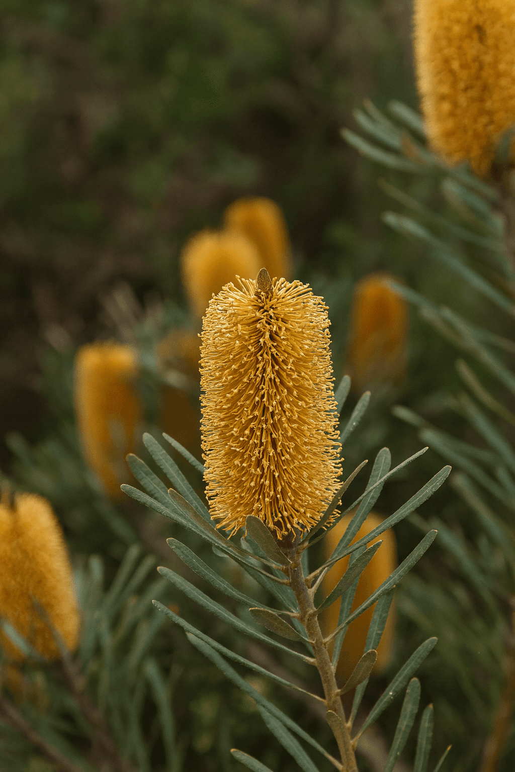 Golden Banksia
