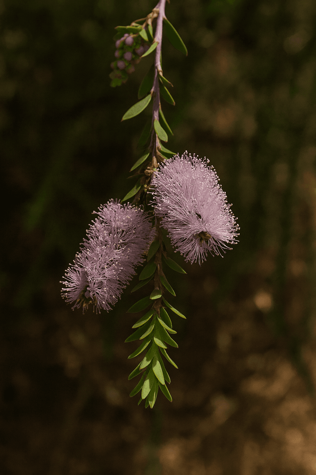 Pink Chenille Myrtle