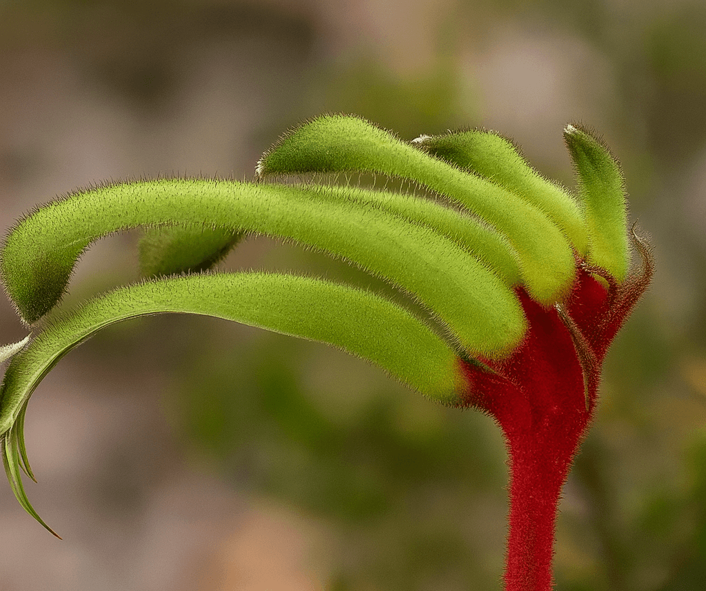 Little Kangaroo Paw