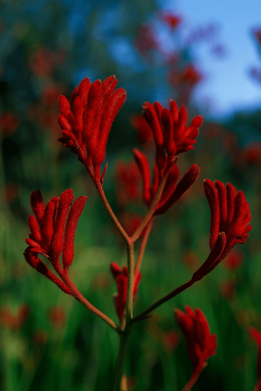 Tall Kangaroo Paw