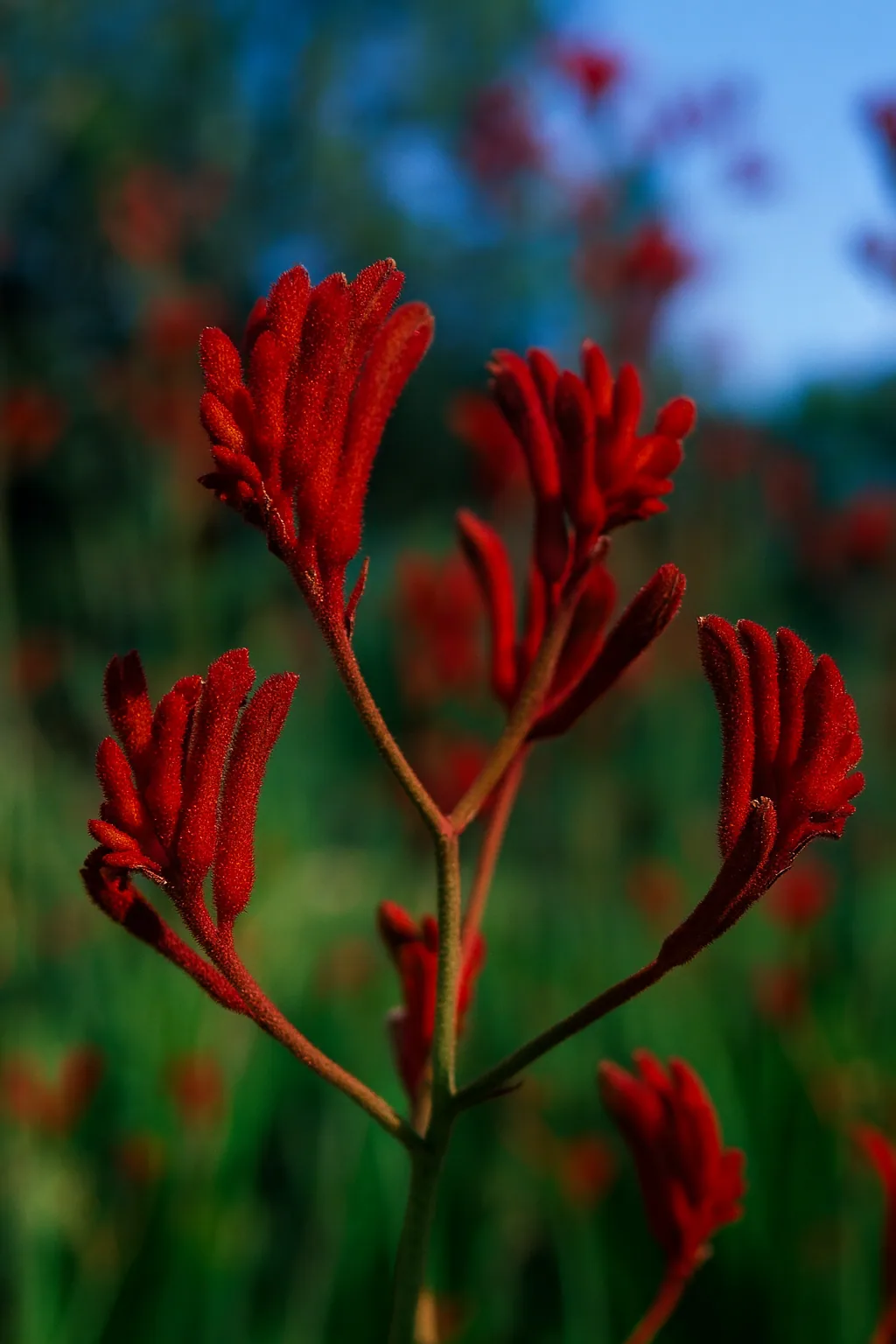 Tall Kangaroo Paw