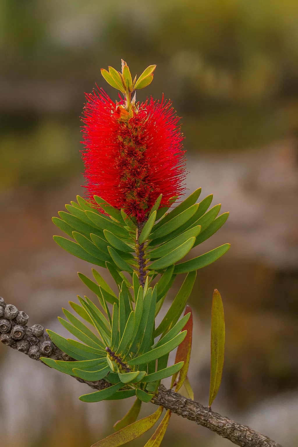 Albany Bottlebrush
