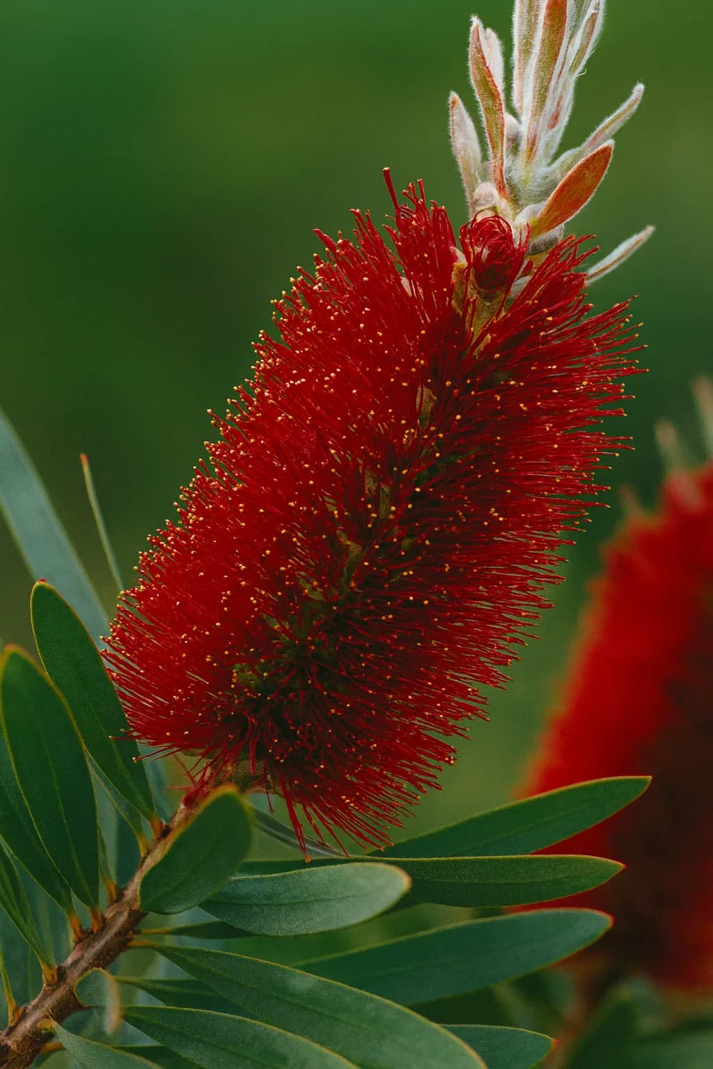 Albany Bottlebrush (Callistemon glaucus)