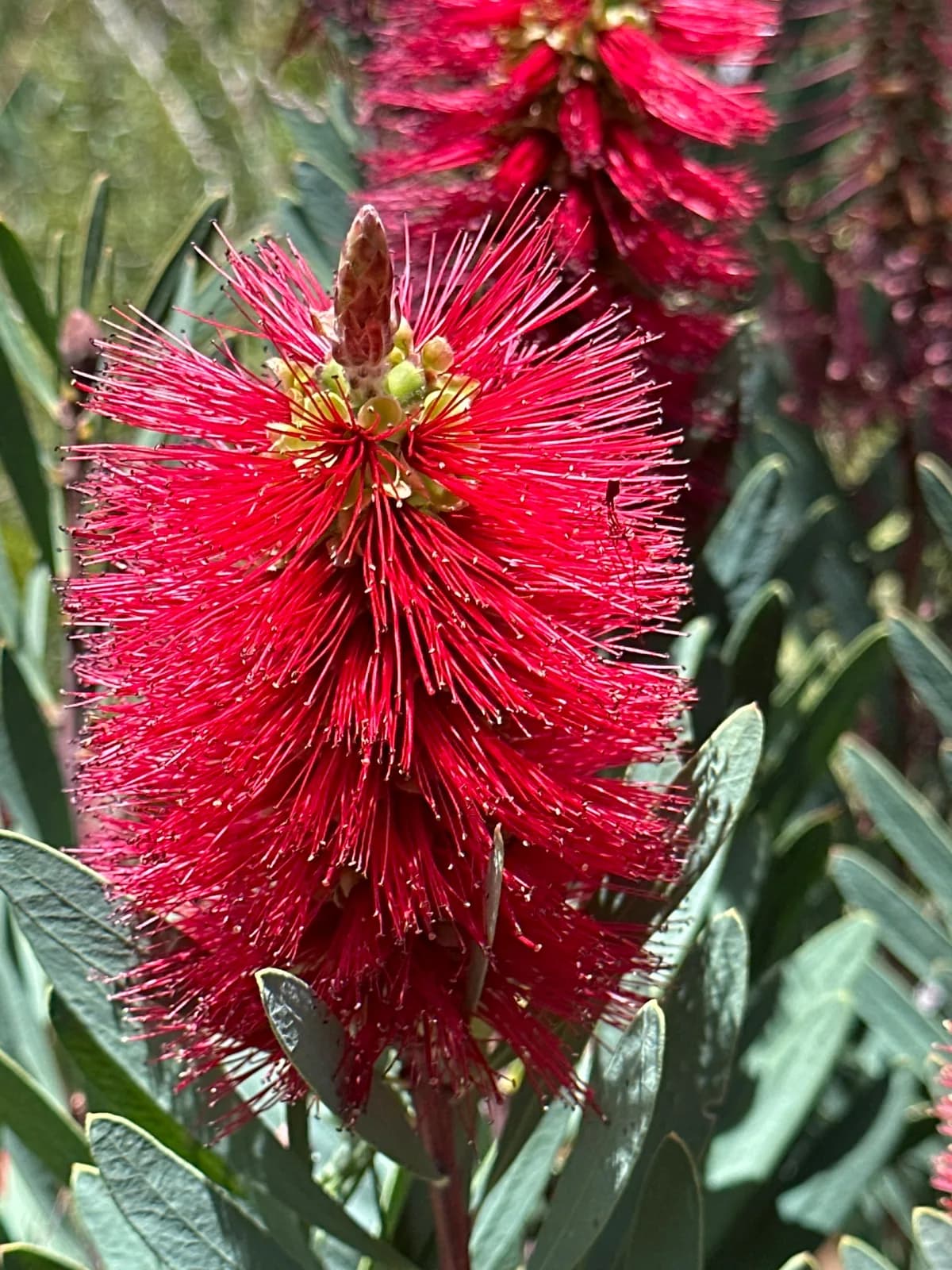 Bee-loved Bundle