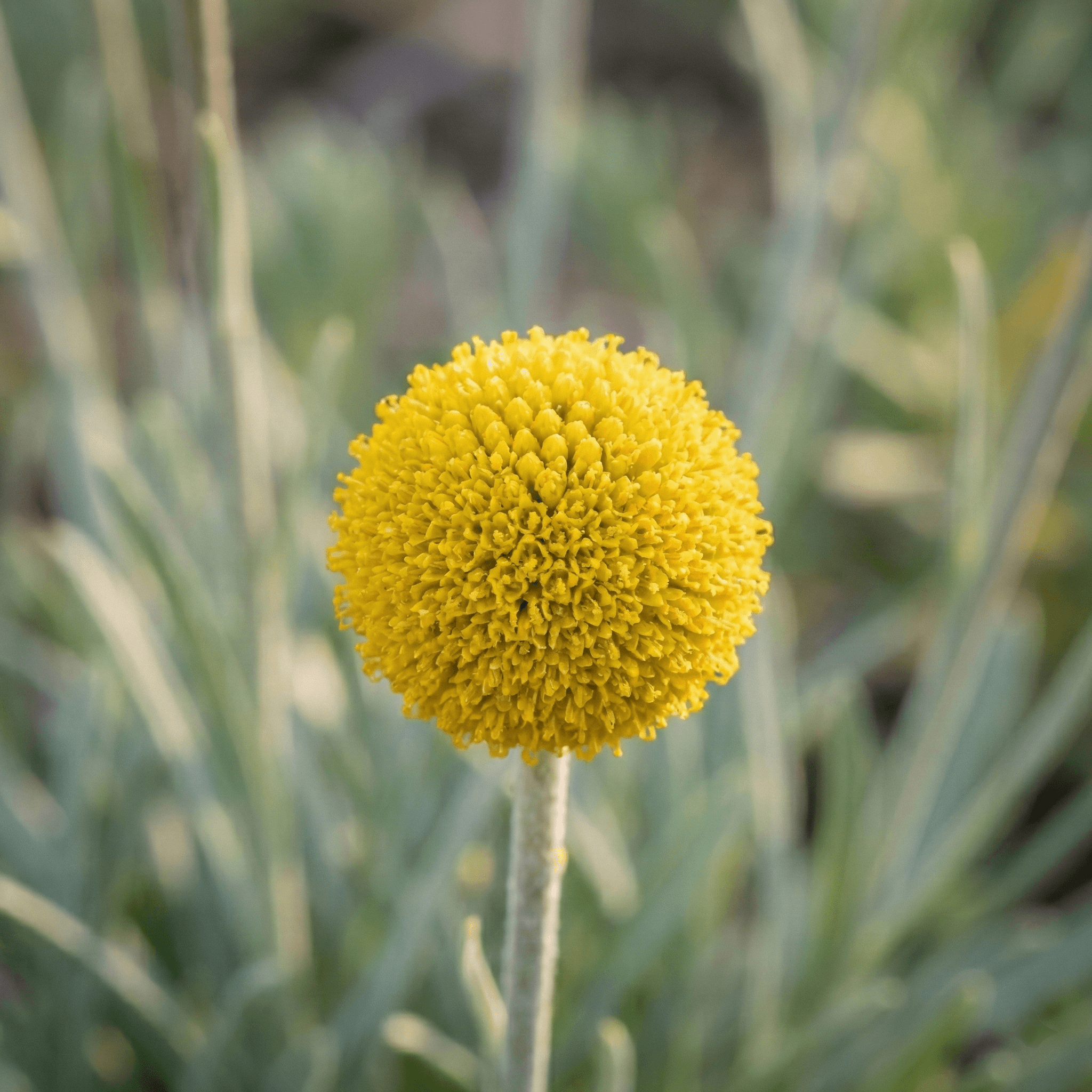 Billy Buttons