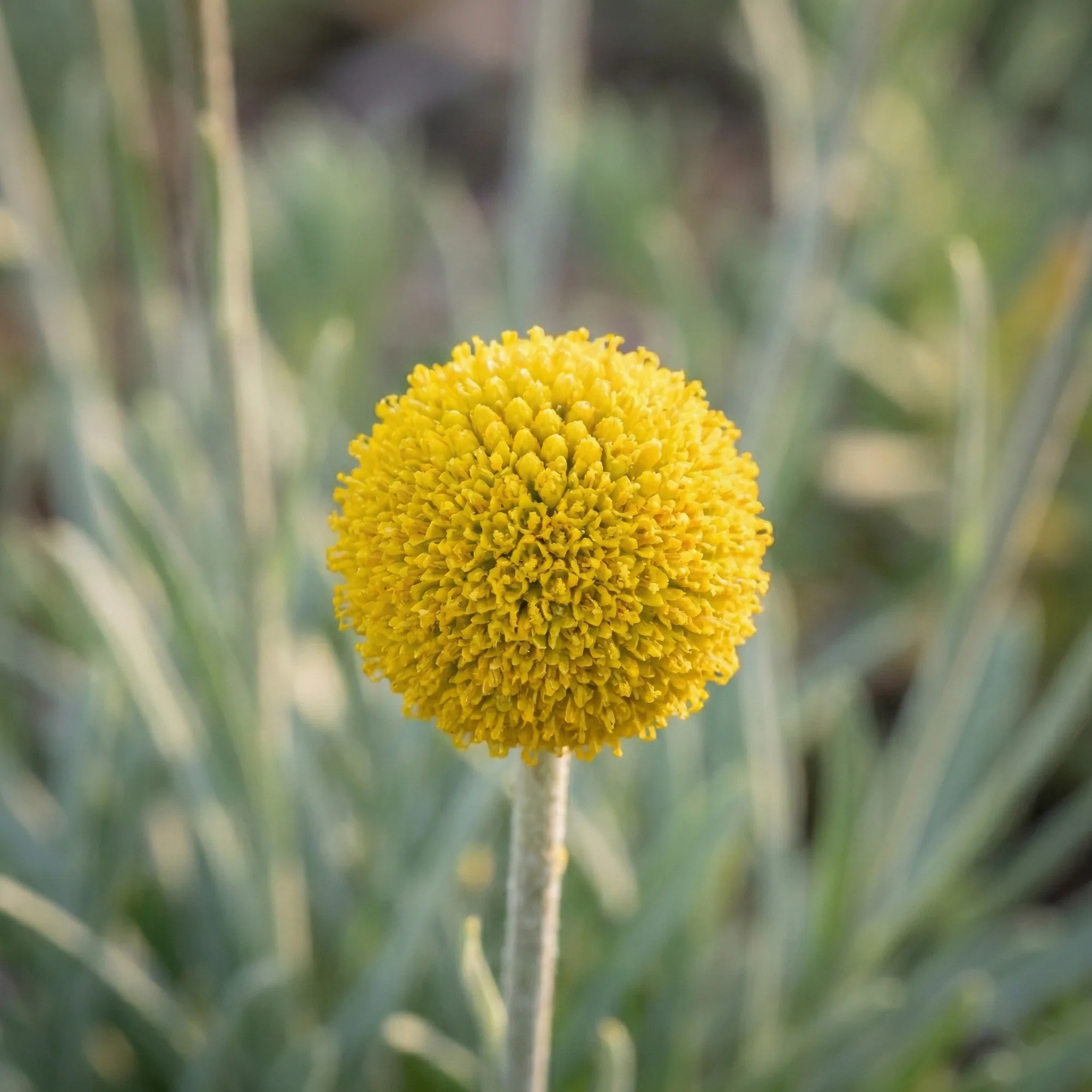 Billy Buttons