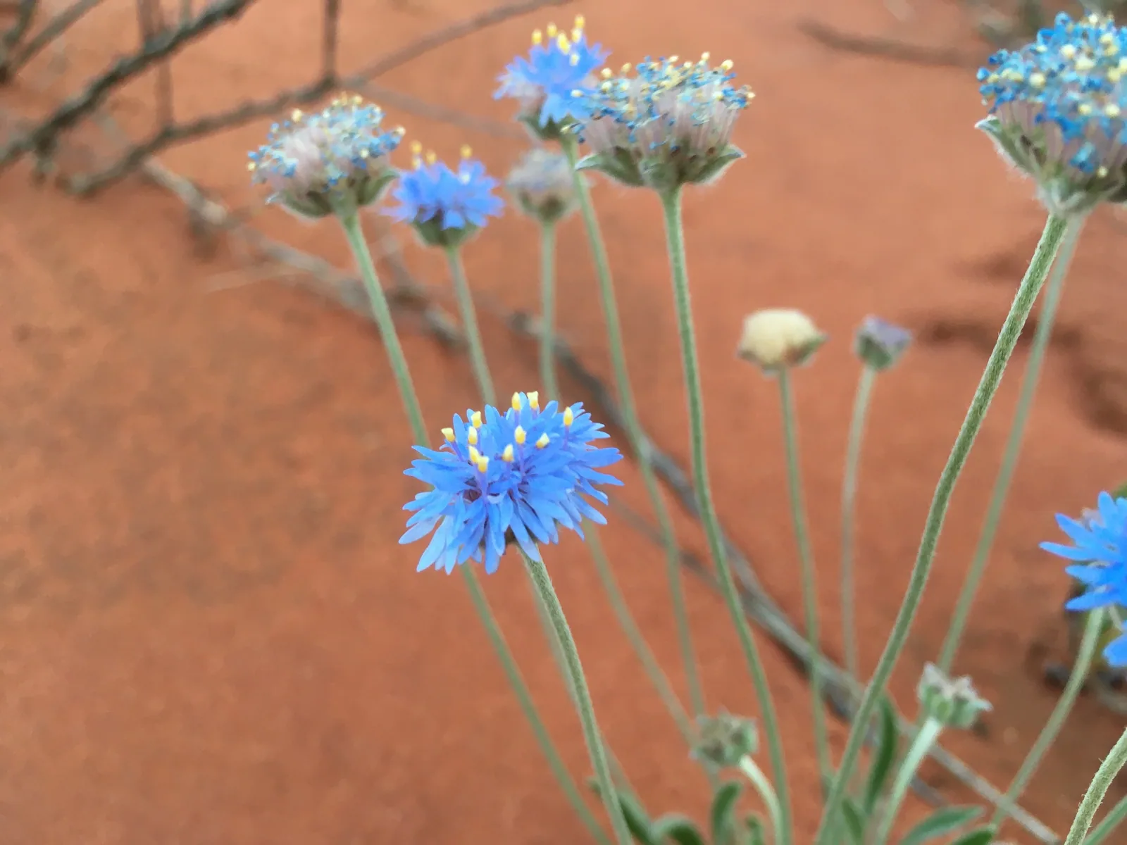 Blue Pincushion