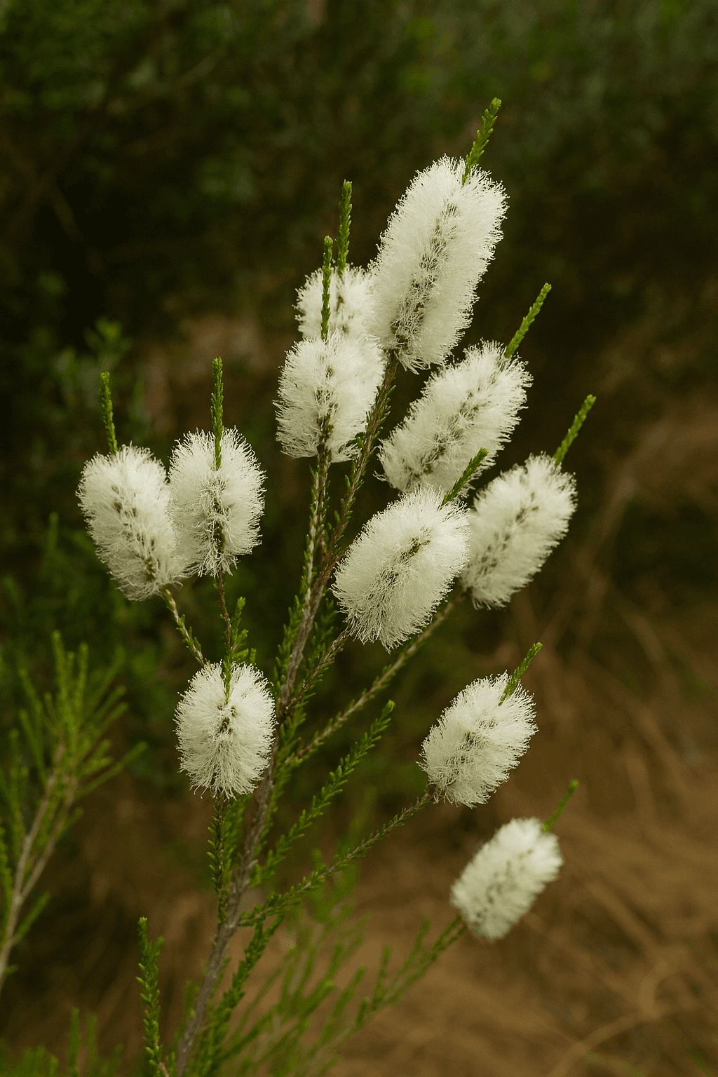 Chenille Honey Myrtle