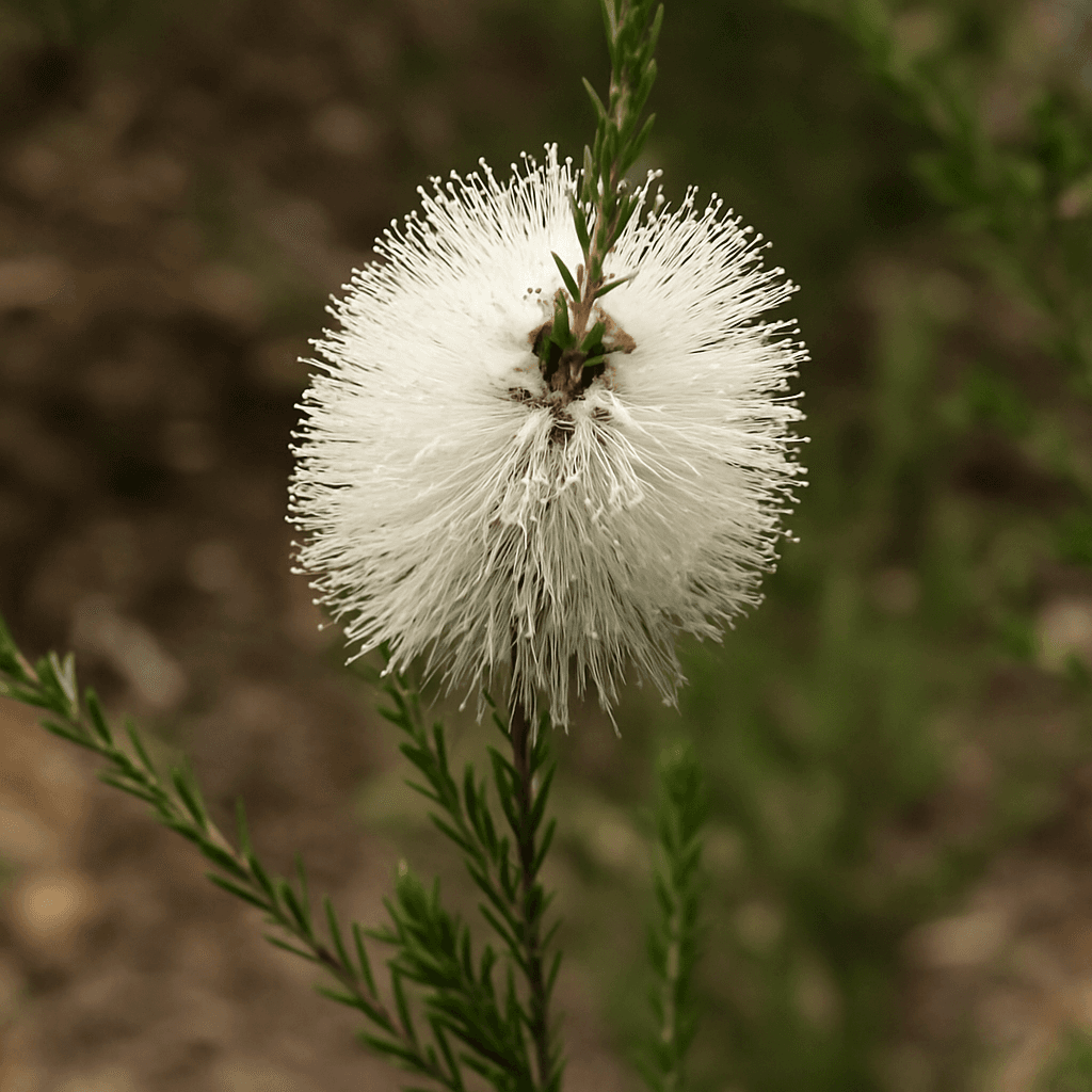 Chenille Honey Myrtle
