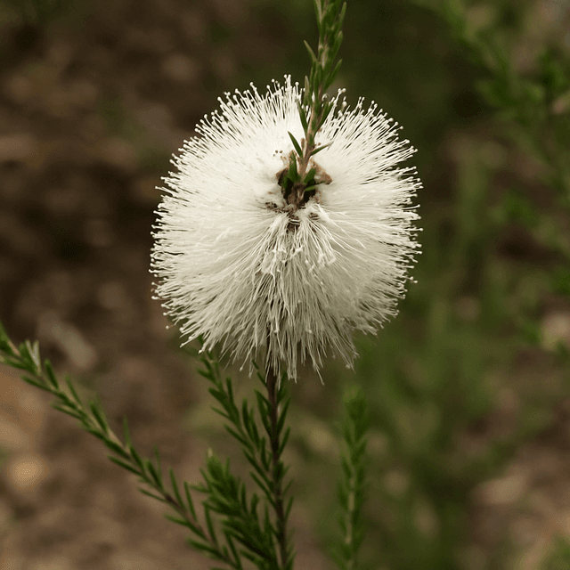 Chenille Honey Myrtle