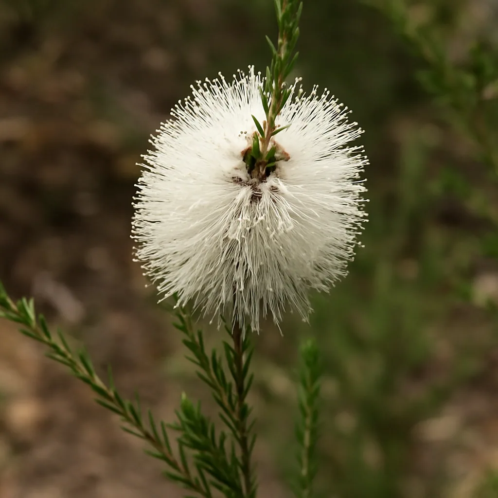 Chenille Honey Myrtle