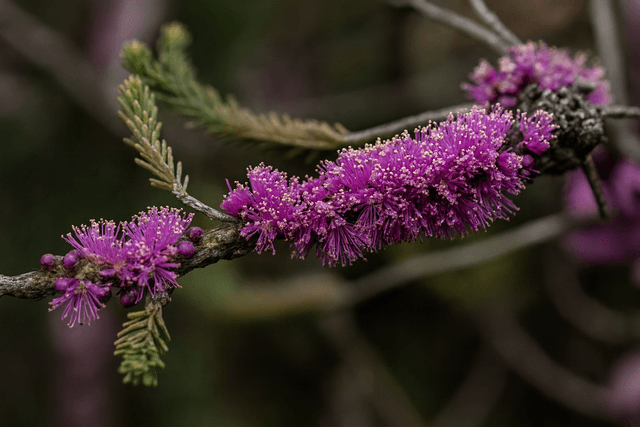 Cork Bark Honey Myrtle