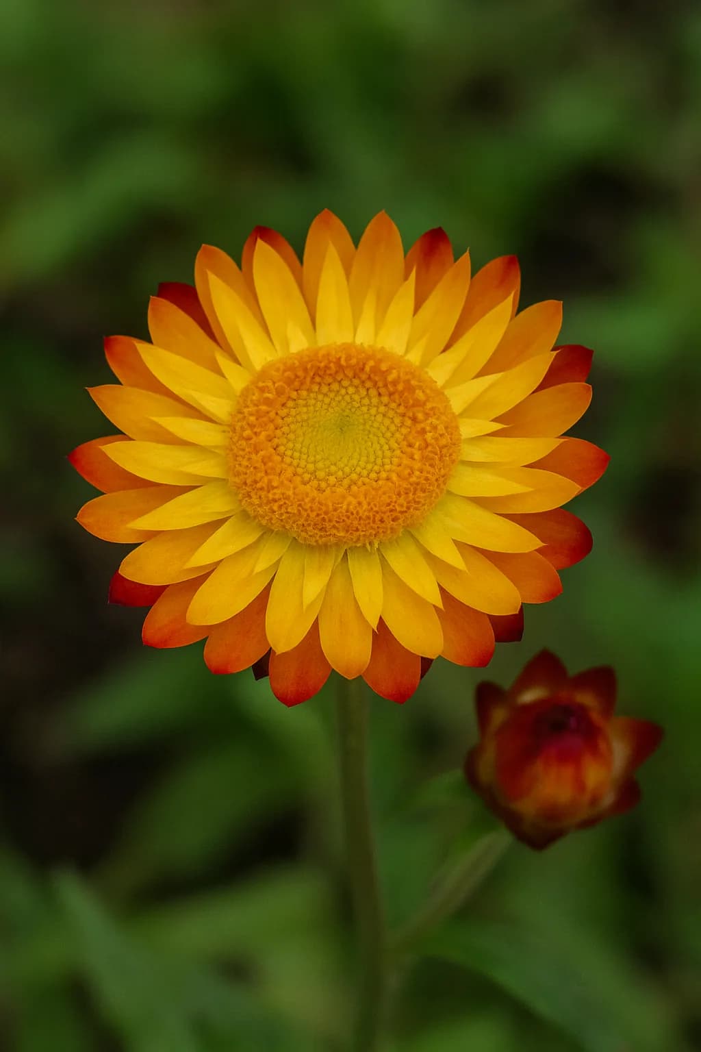 Dwarf Strawflowers view 2