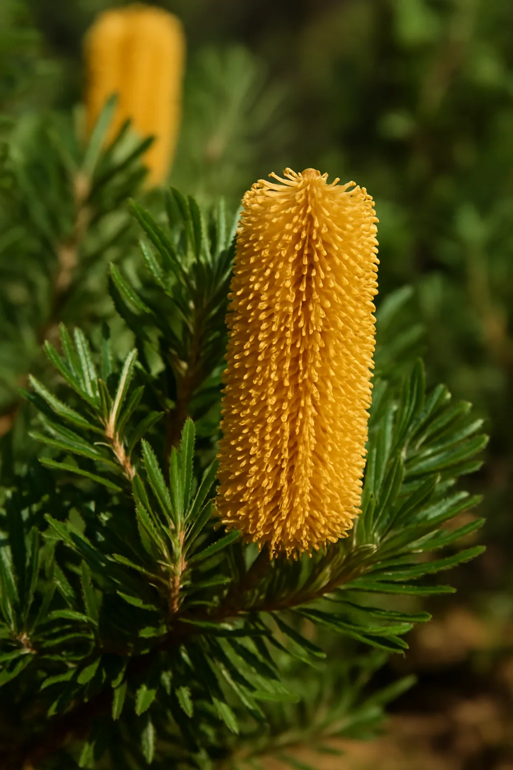 Golden Banksia view 2