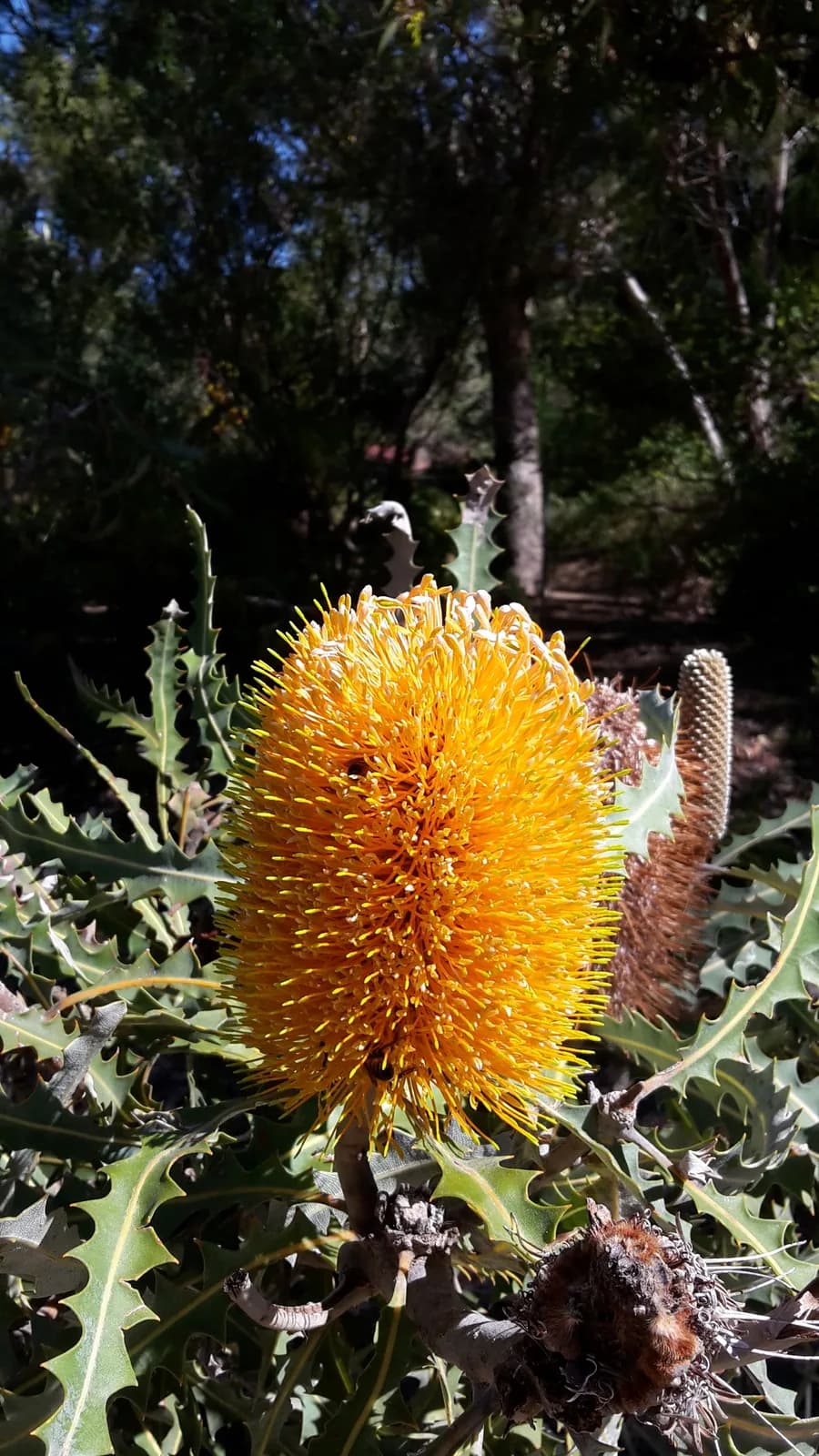 Golden Banksia