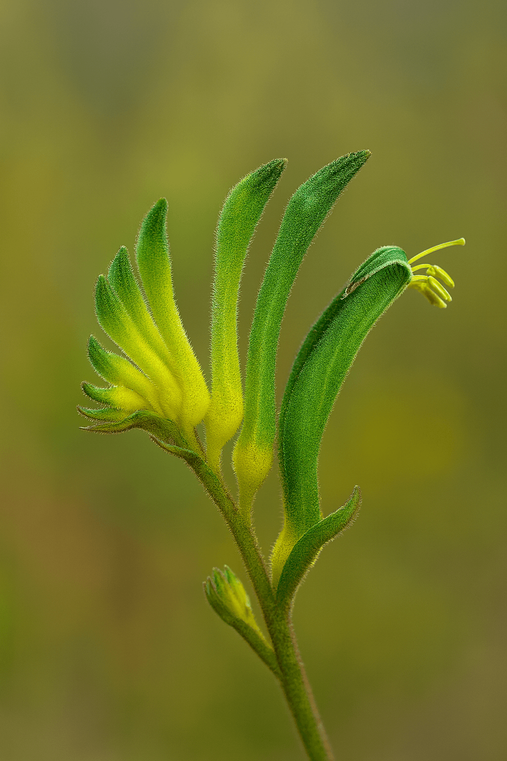 Green Kangaroo Paw