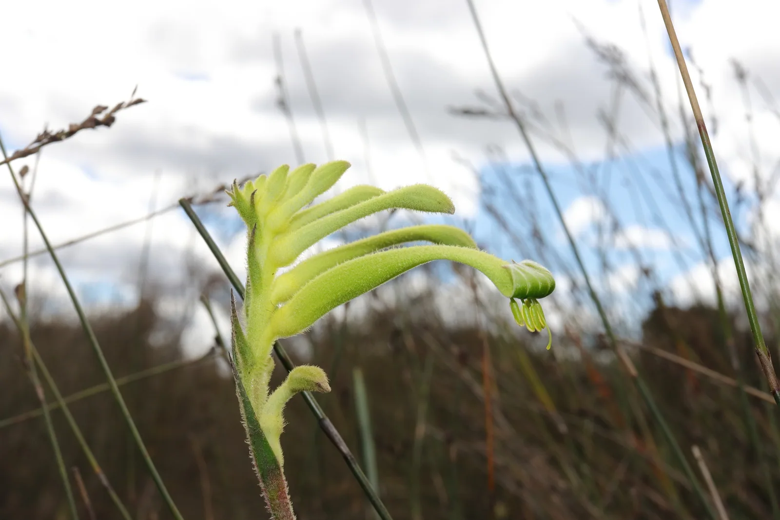 Red & Green Kangaroo Paw