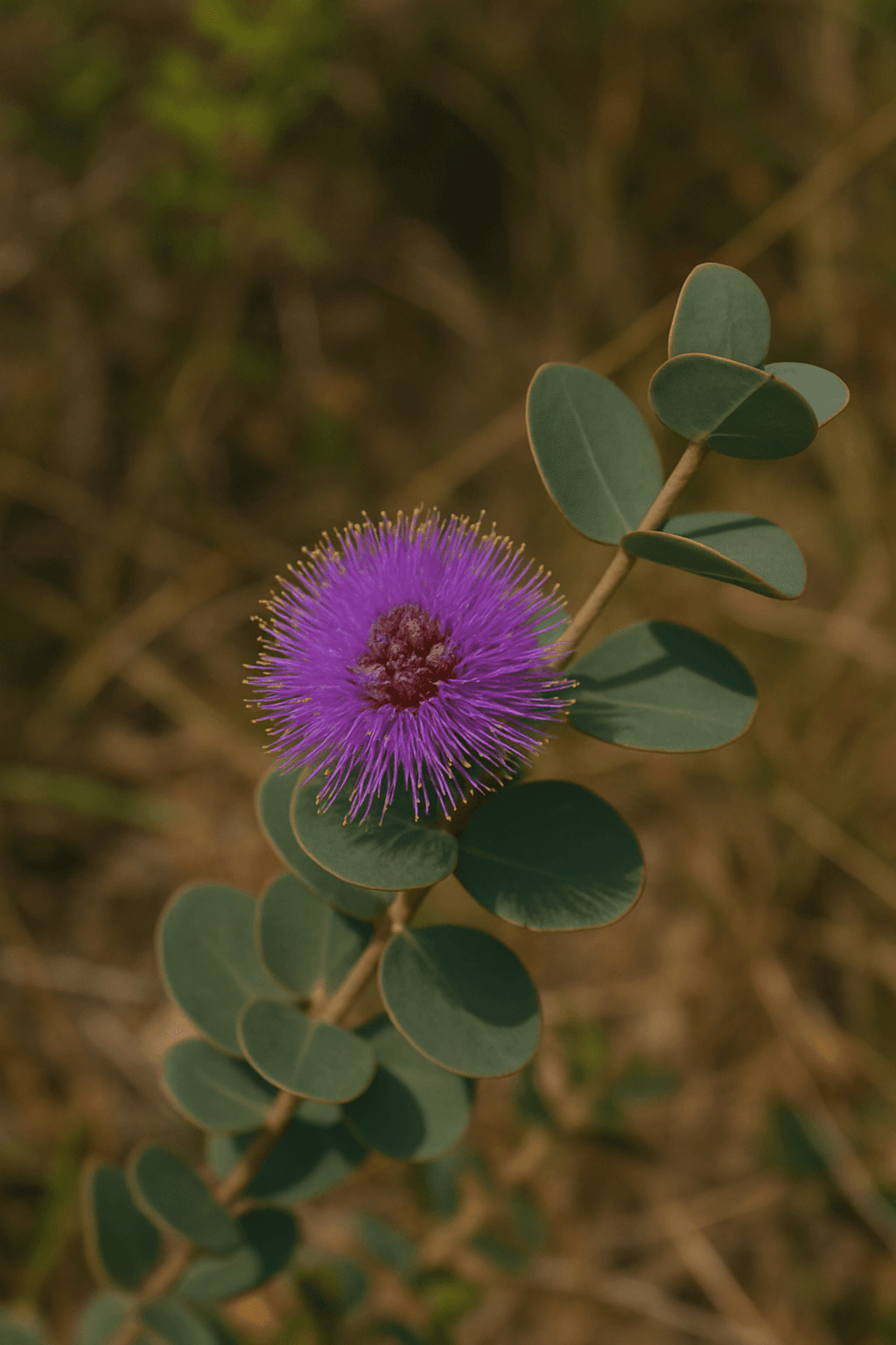 Heart-leaf Honey Myrtle