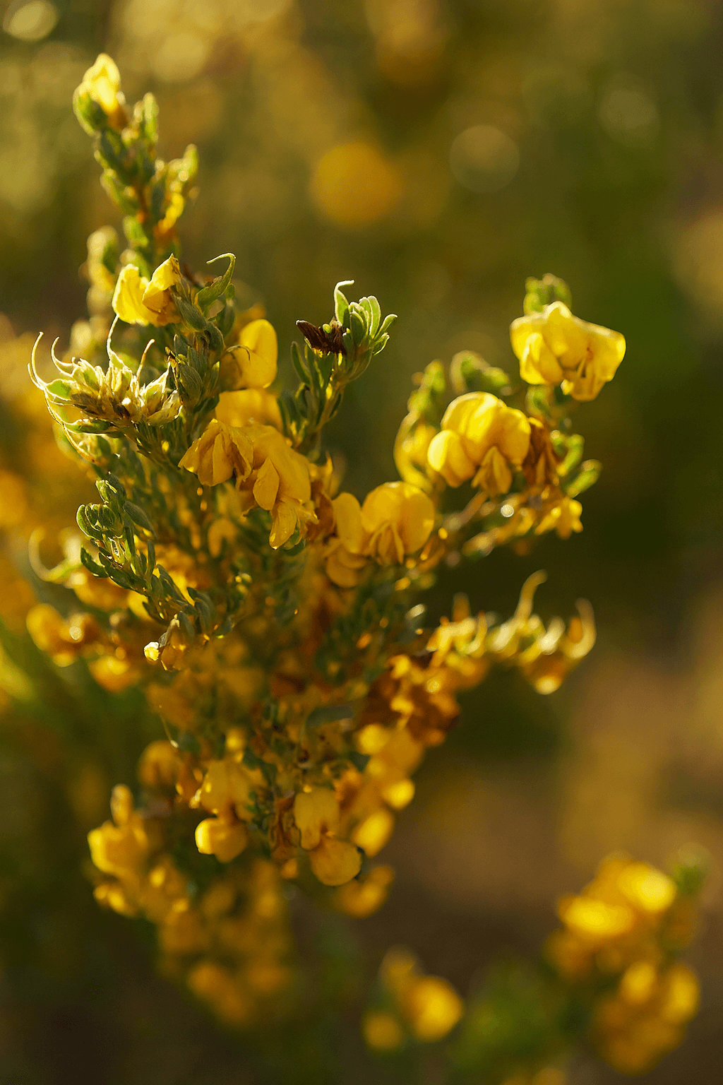 Our collection of premium quality bee-attracting plants
