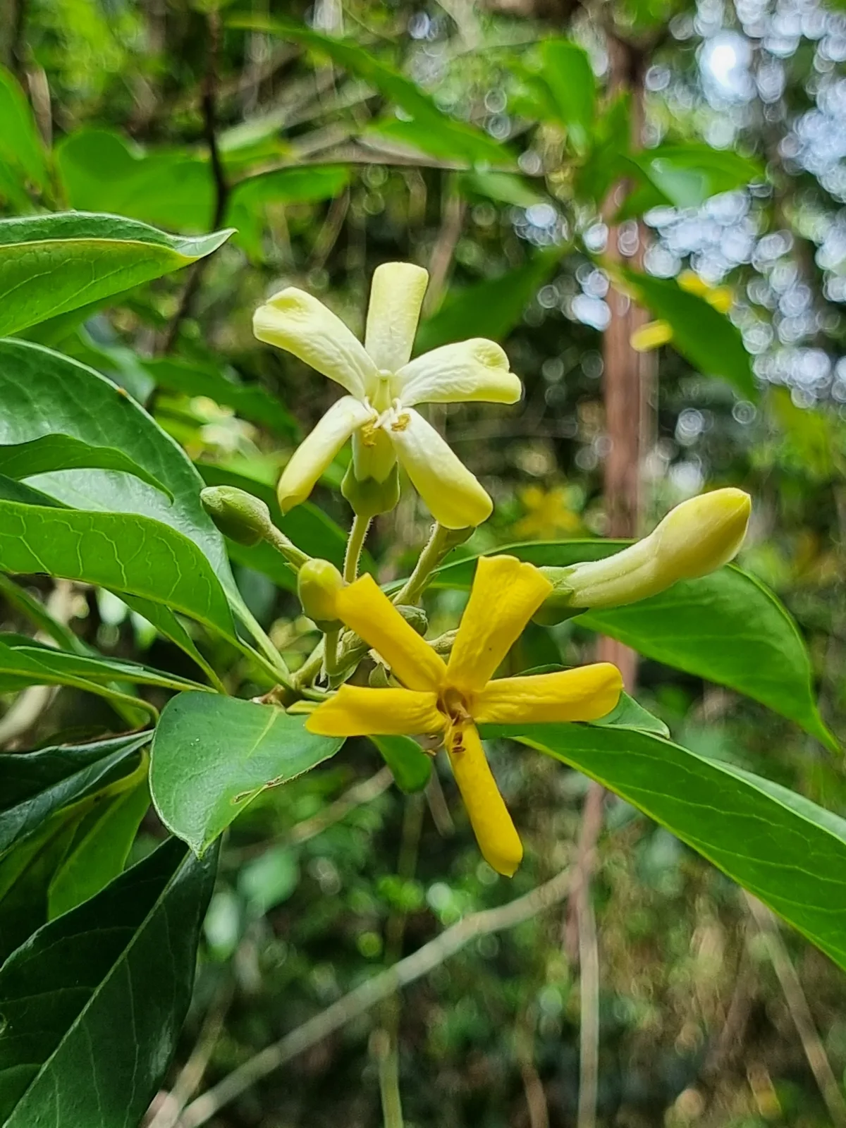 Native Frangipani