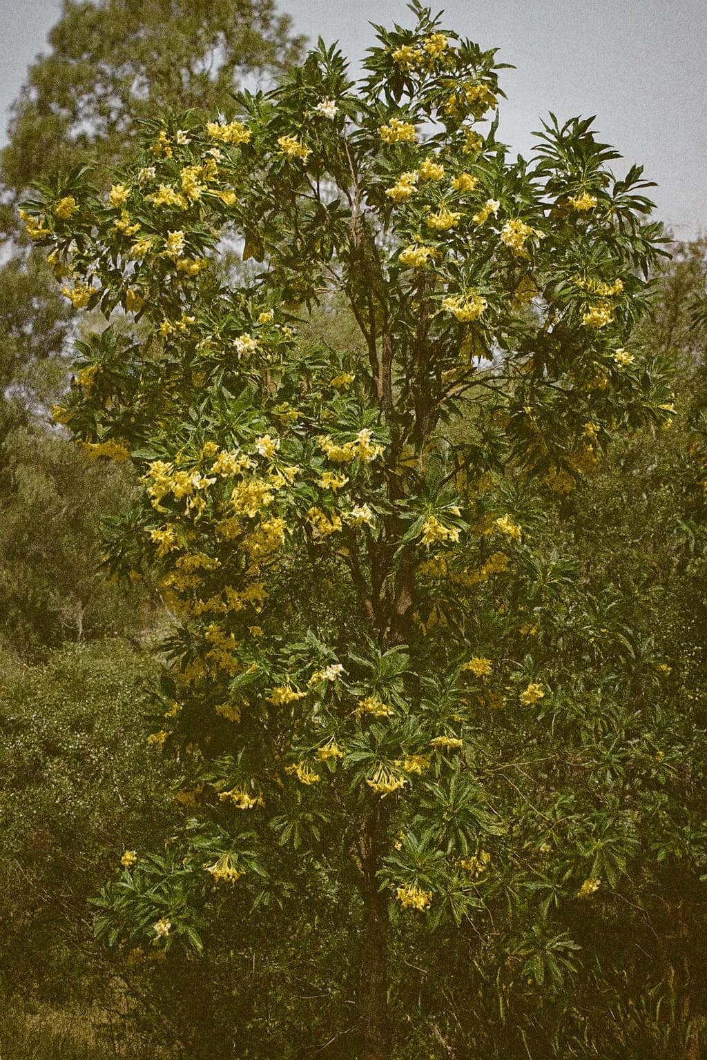 Australian native seeds for your garden