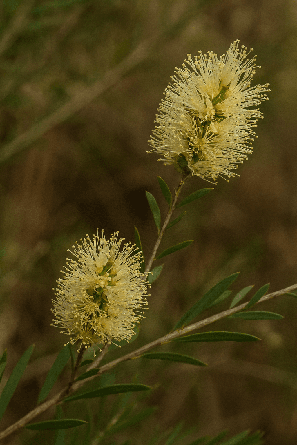 Pungent Honey Myrtle