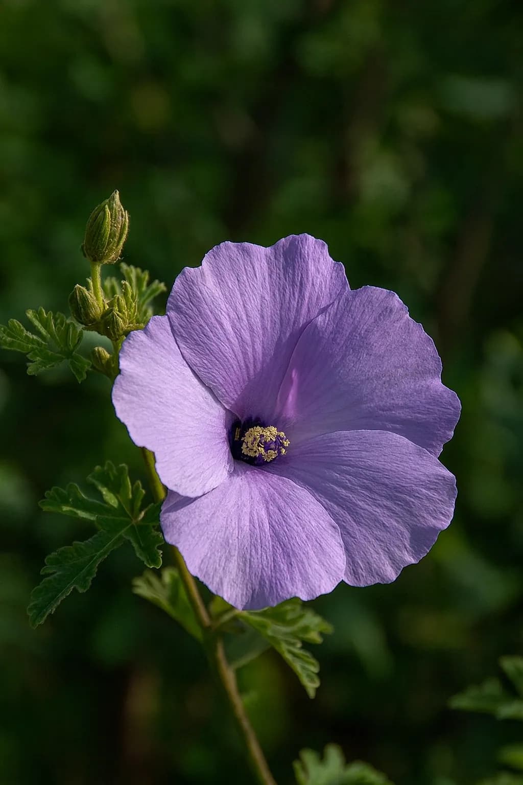 Purple Hibiscus