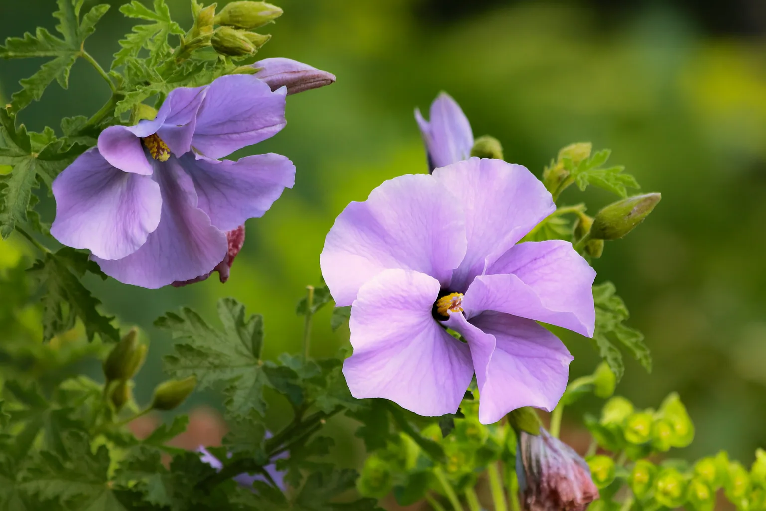 Purple Hibiscus (Alyogyne huegelii)