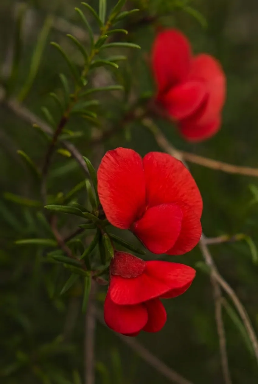 Red Bonnets view 2