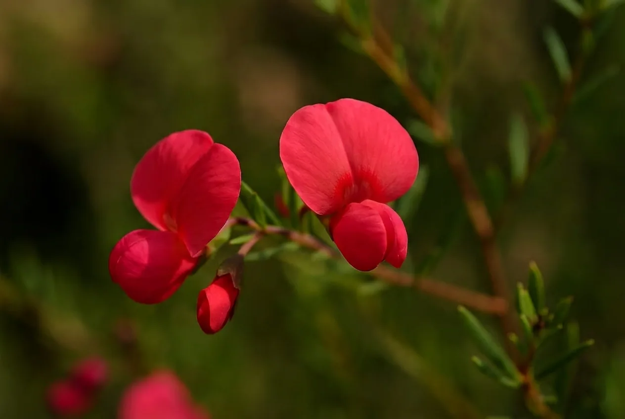 Red Bonnets
