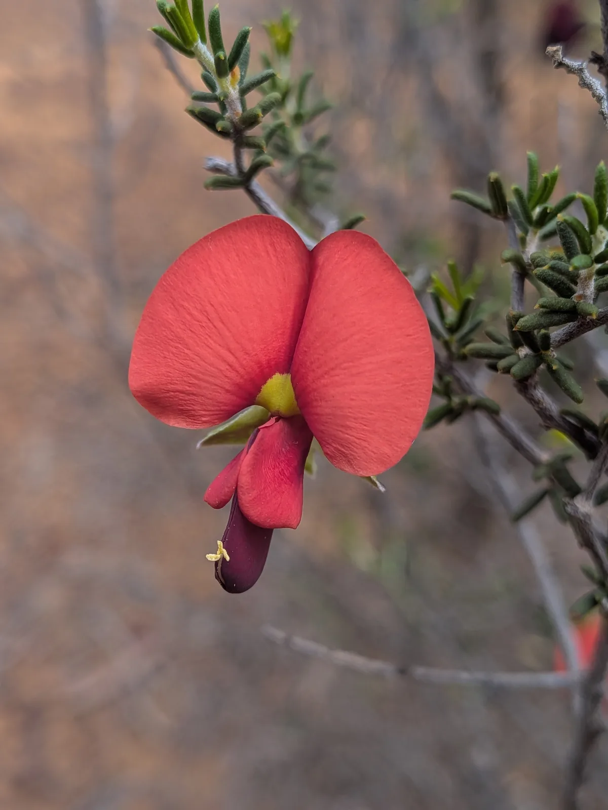 Red Bonnets
