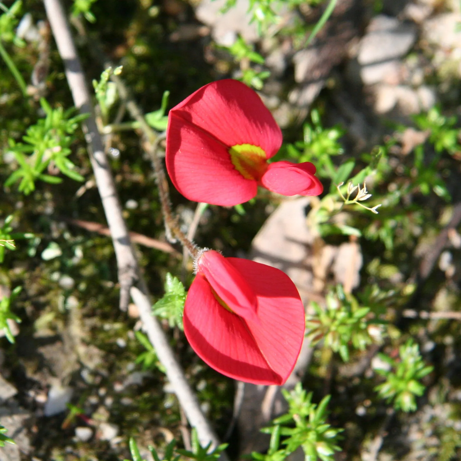 Running Postman — two scarlet pea flowers on a low groundcover