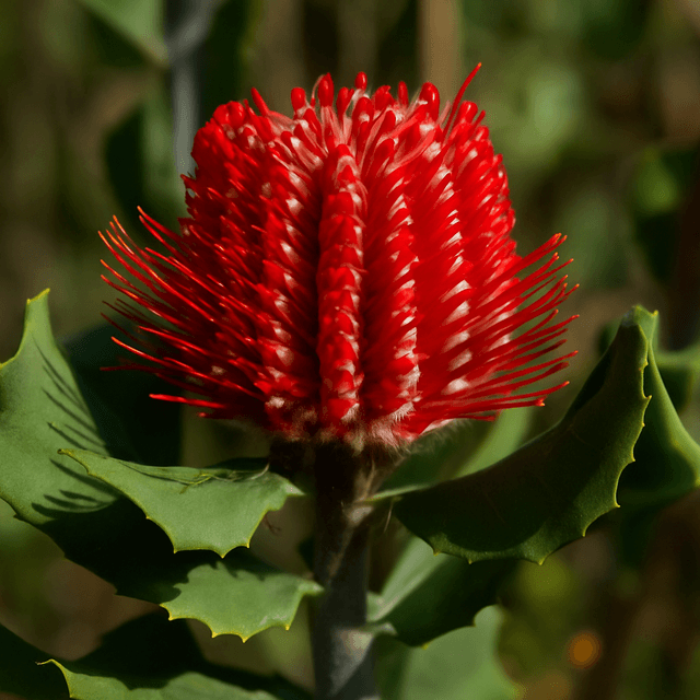 Scarlet Banksia