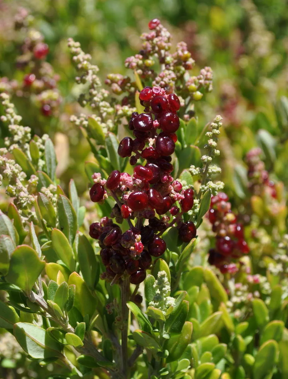 Sea Berry Saltbush