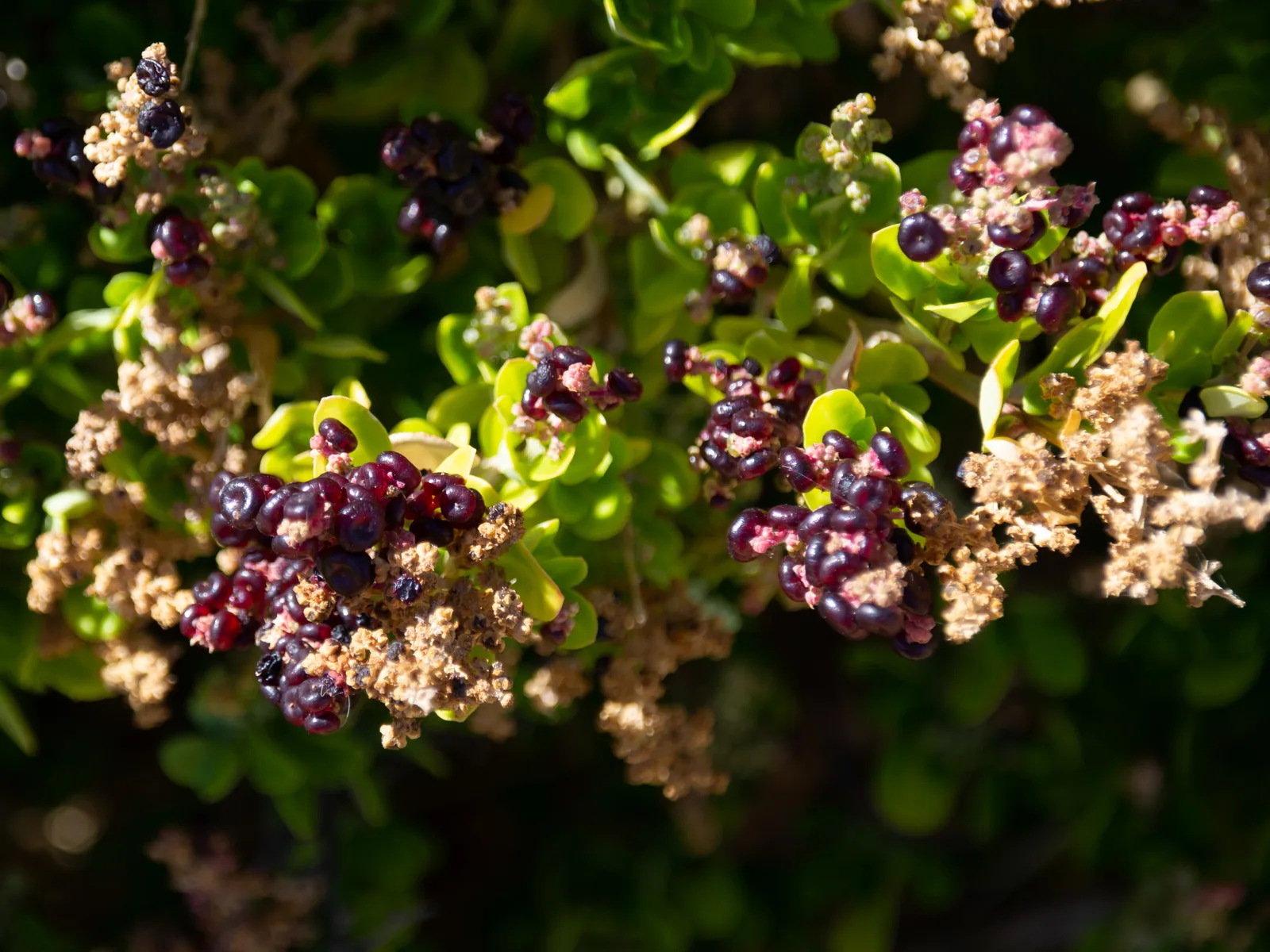 Sea Berry Saltbush view 2
