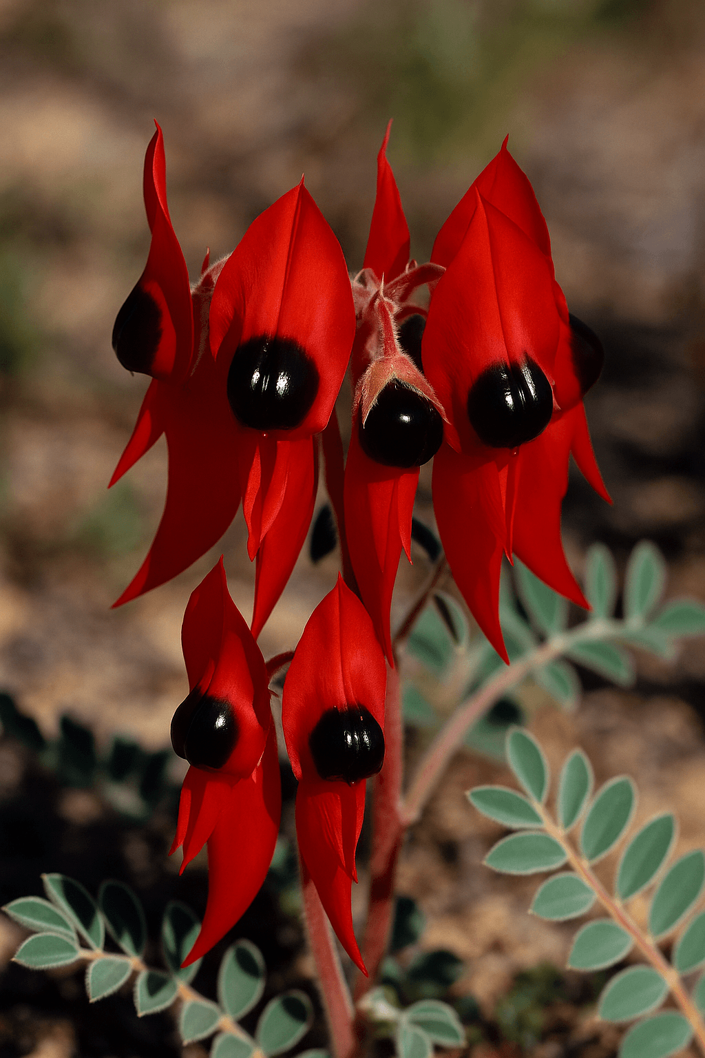 Sturt's Desert Pea