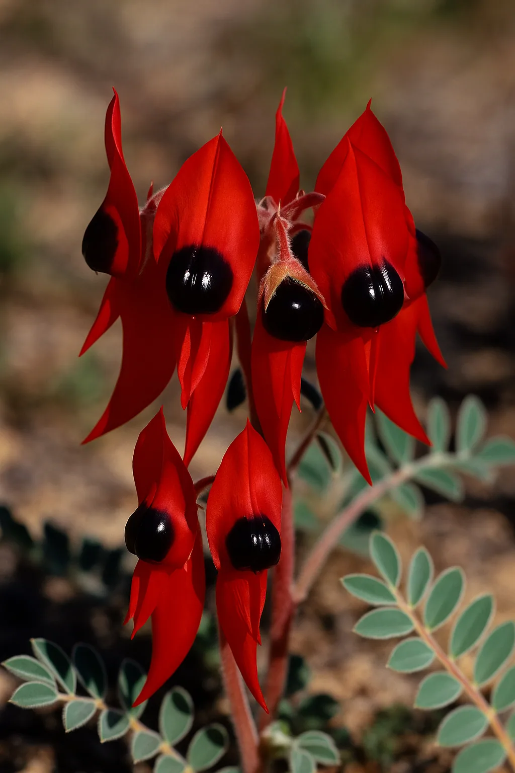 Sturt's Desert Pea