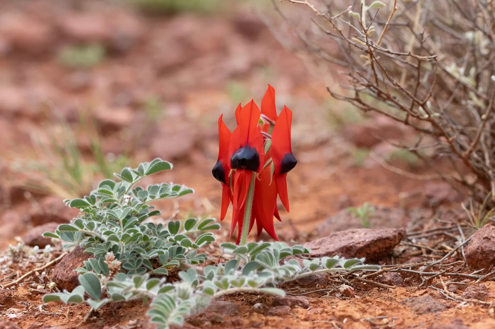 Sturt's Desert Pea