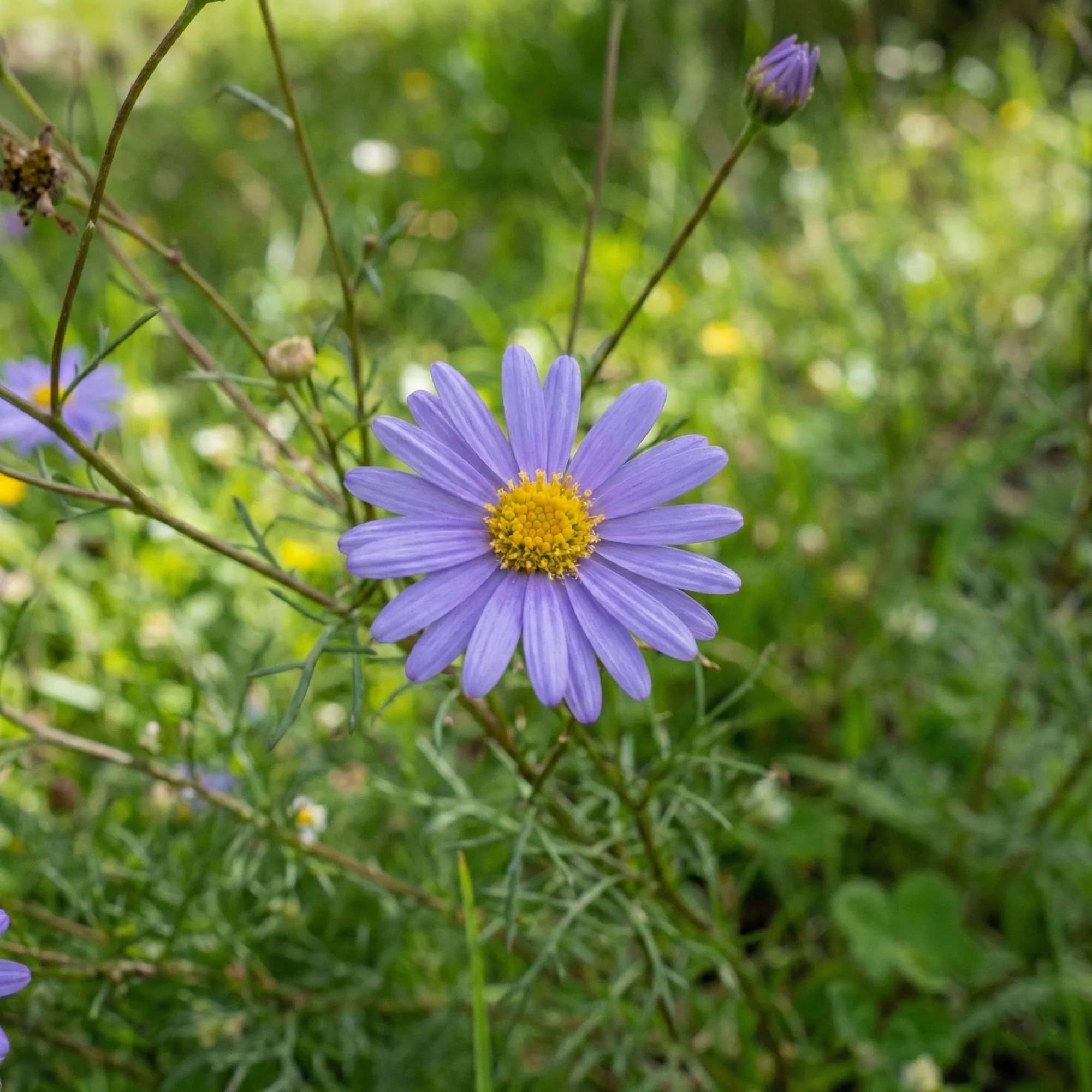 Swan River Daisy