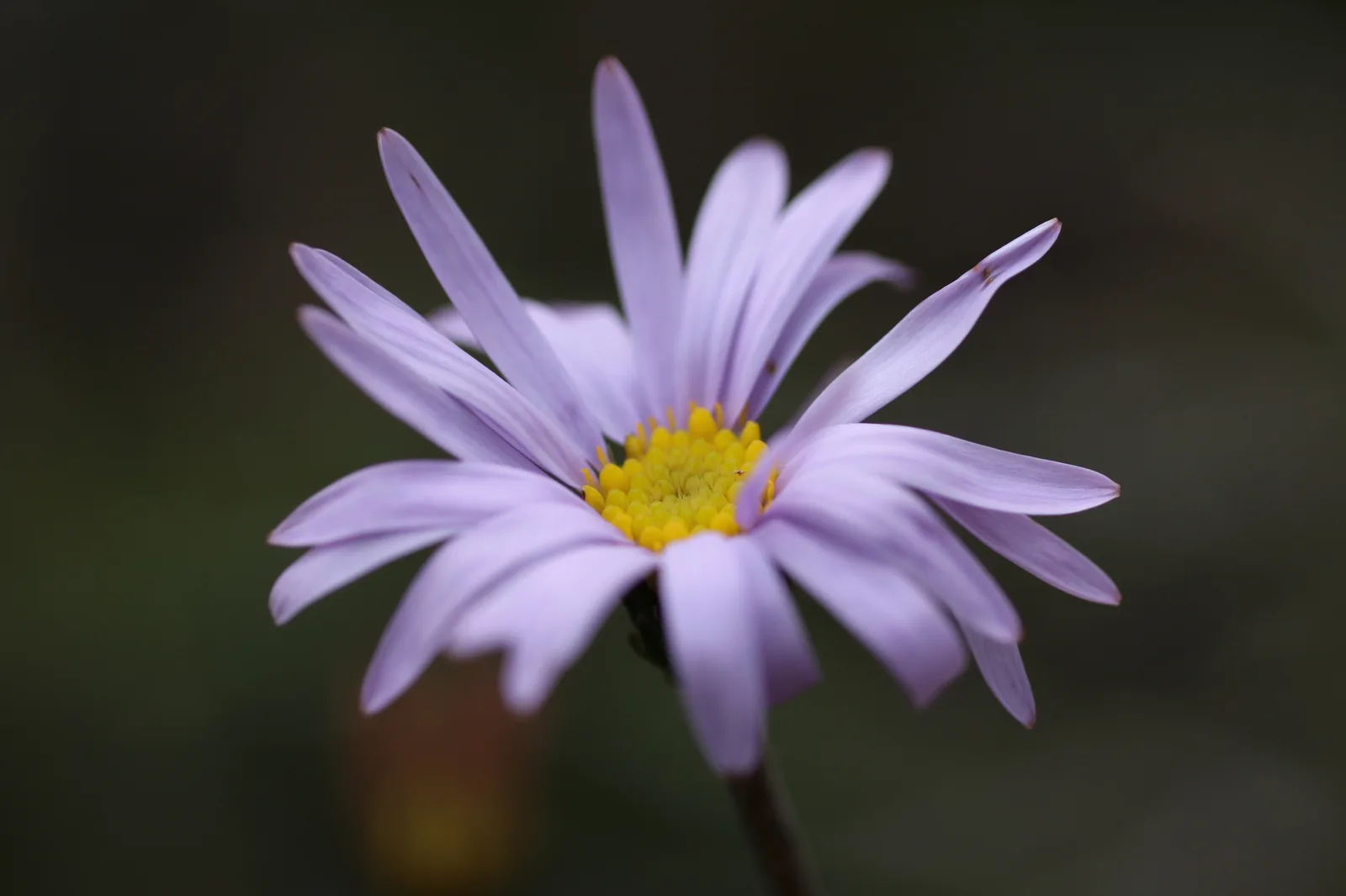 Swan River Daisy