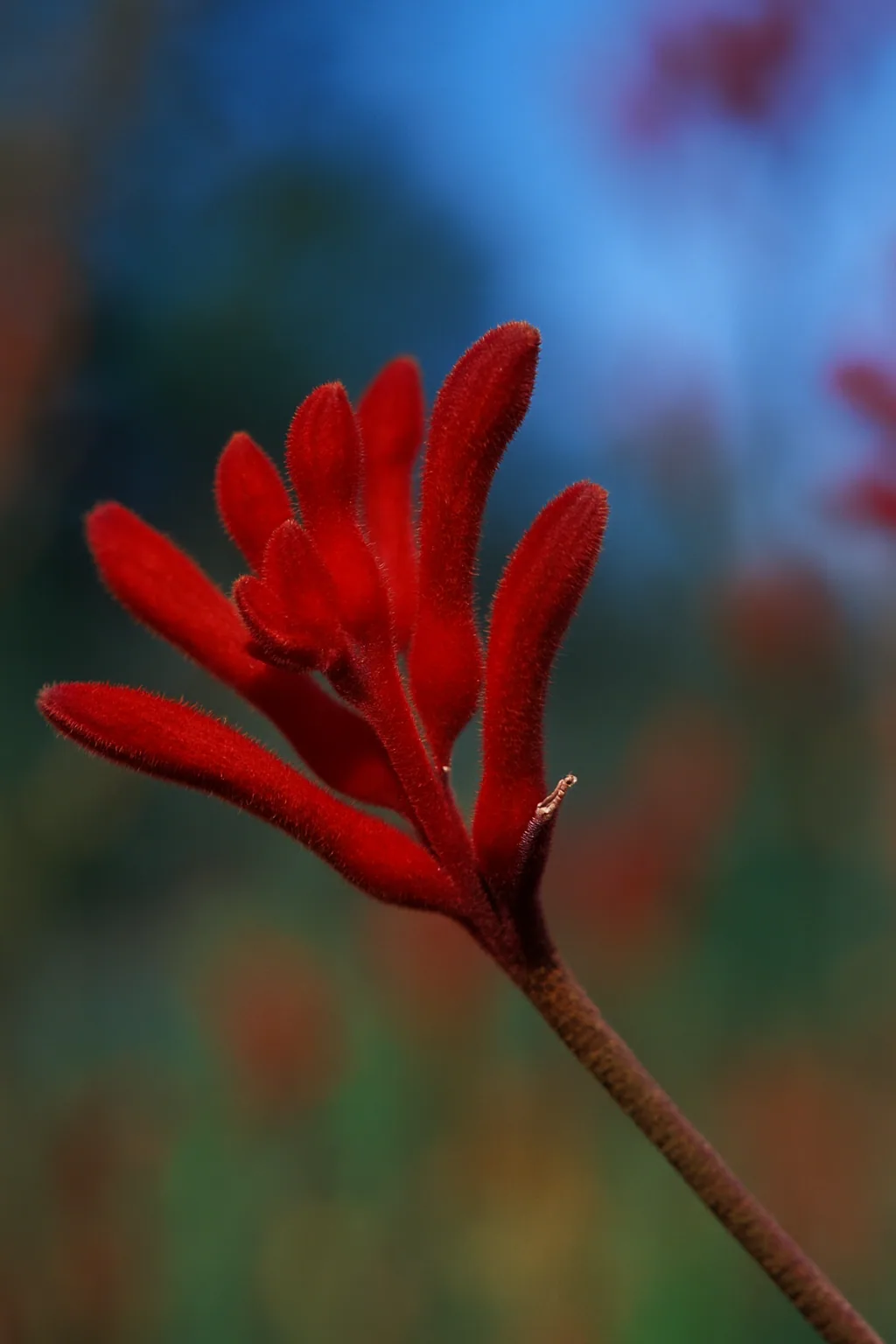 Tall Kangaroo Paw (Anigozanthos flavidus)