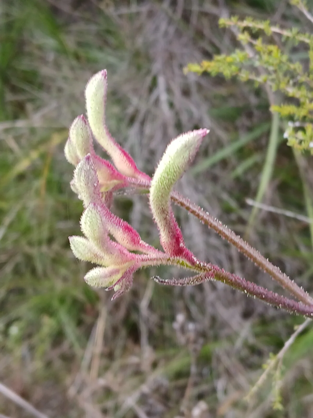 Tall Kangaroo Paw