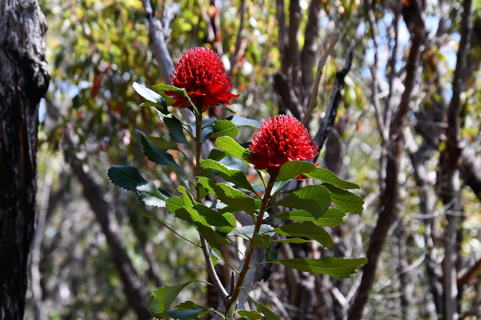 Waratah