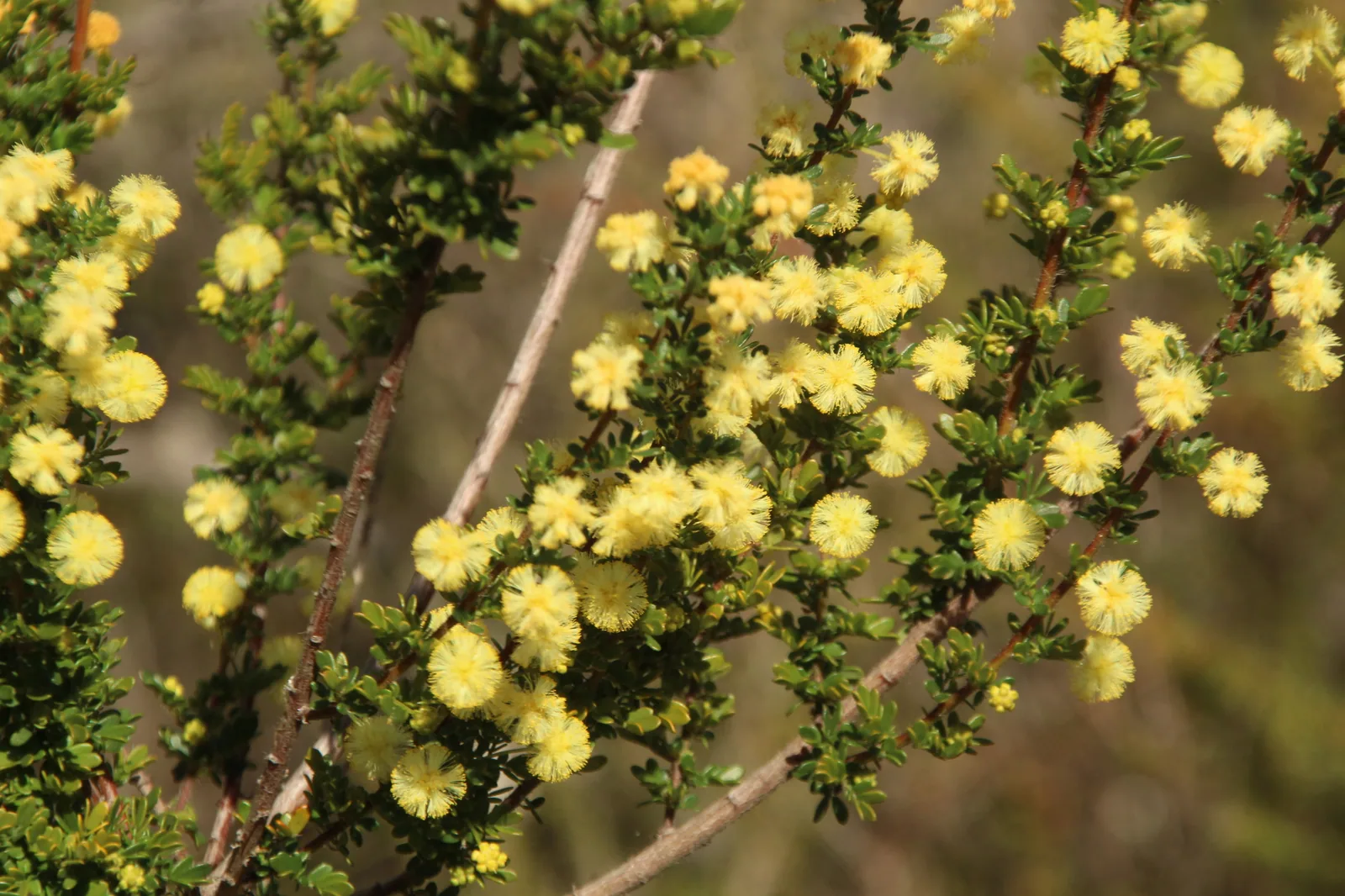 Brown's Wattle