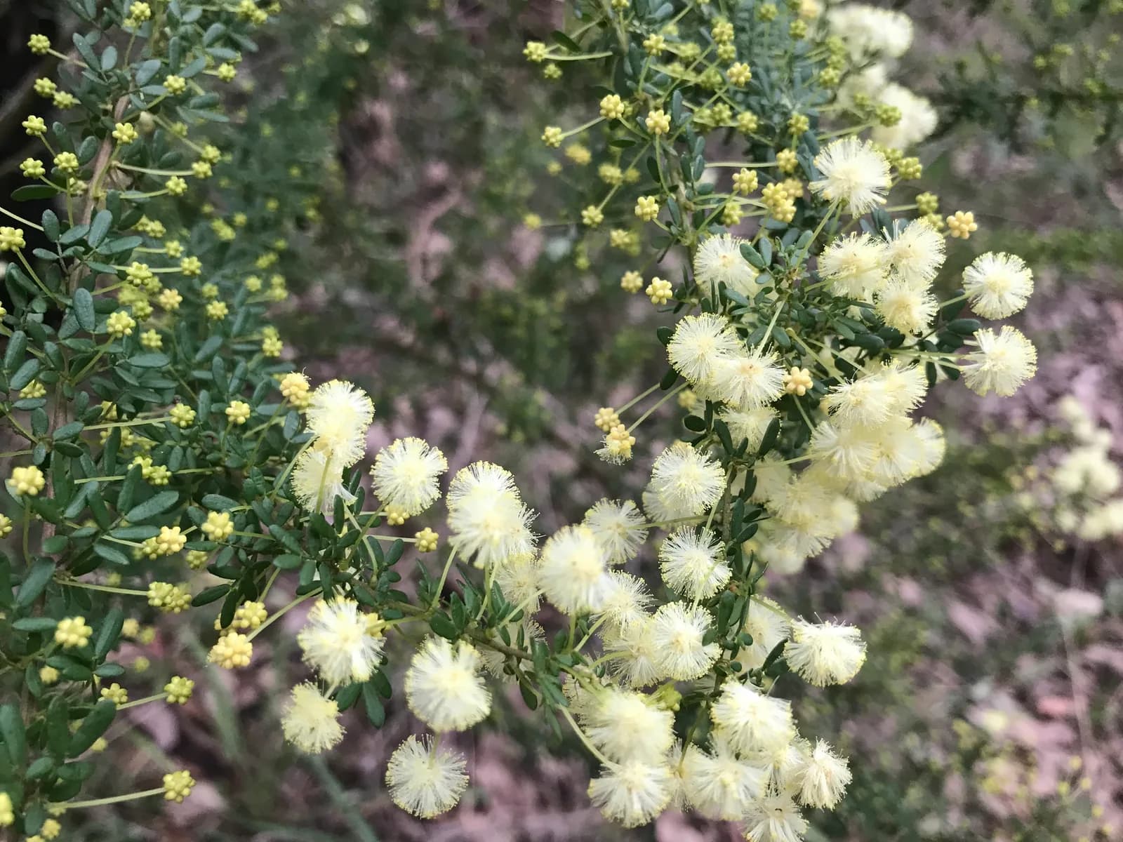 Brown's Wattle view 2
