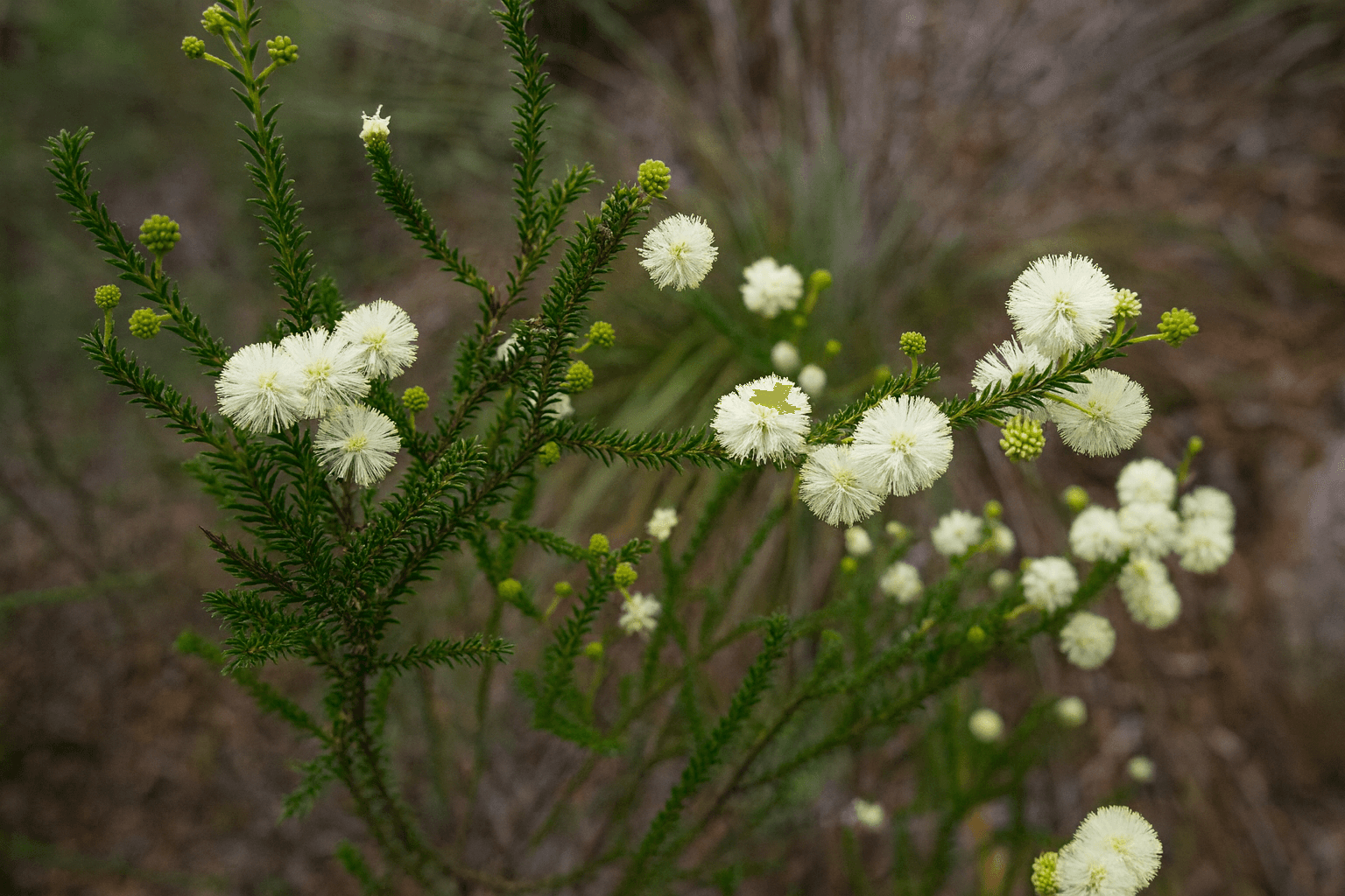 Brown's Wattle