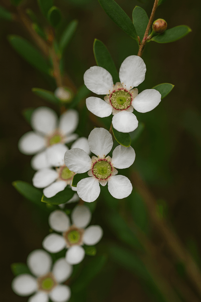 Coastal Tea Tree