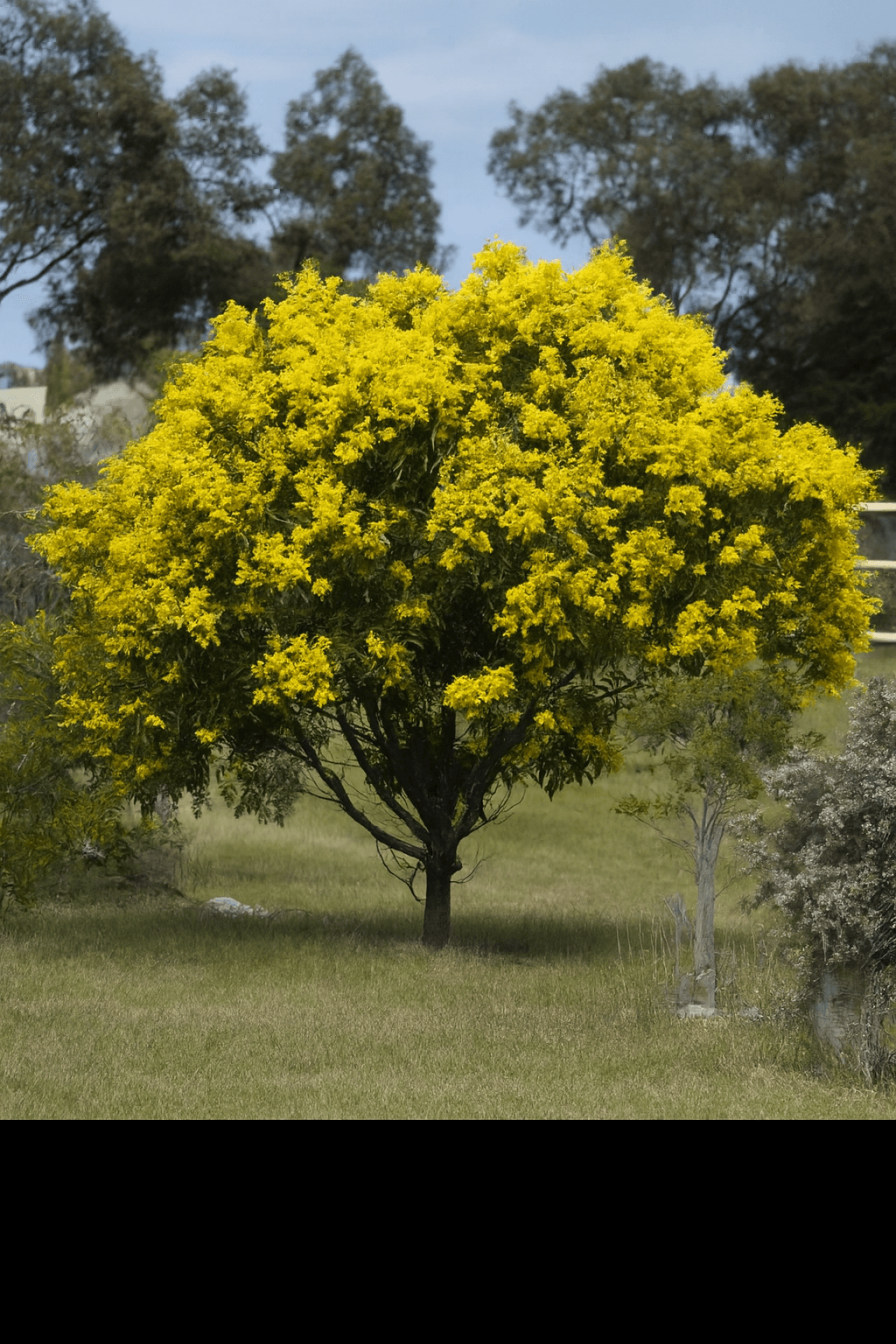 Cootamundra Wattle