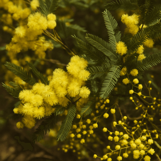 Fern-Leaf Wattle